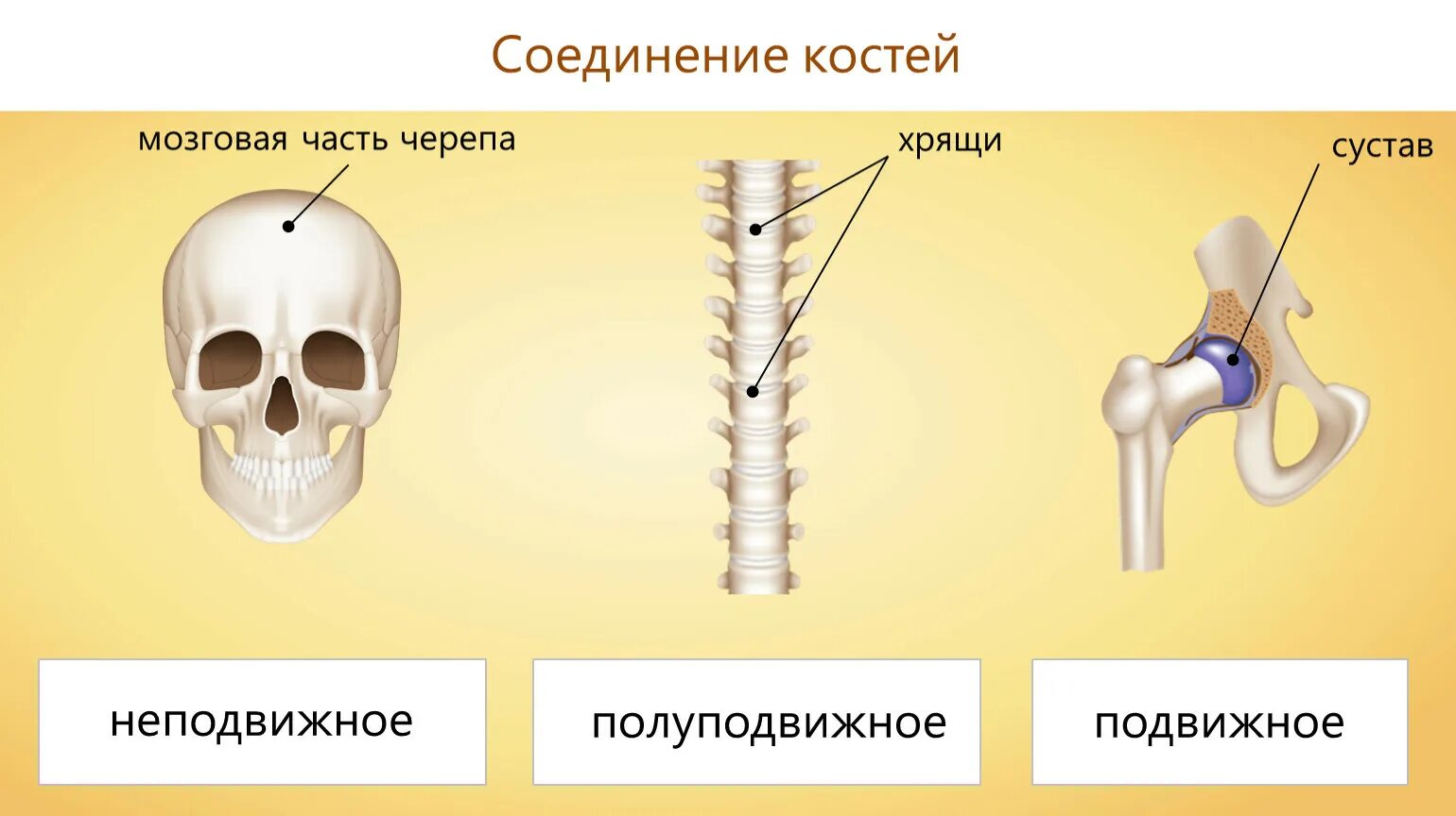 Место соединения костей. Типы соединения костей неподвижное и полуподвижное. Подвижные соединения костей скелета. Соединение костей неподвижные полуподвижные. Соединения костей подвижные и неподвижные полуподвижные таблица.