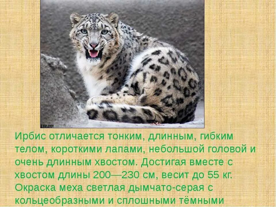 Сообщение об 1 животном из красной книги