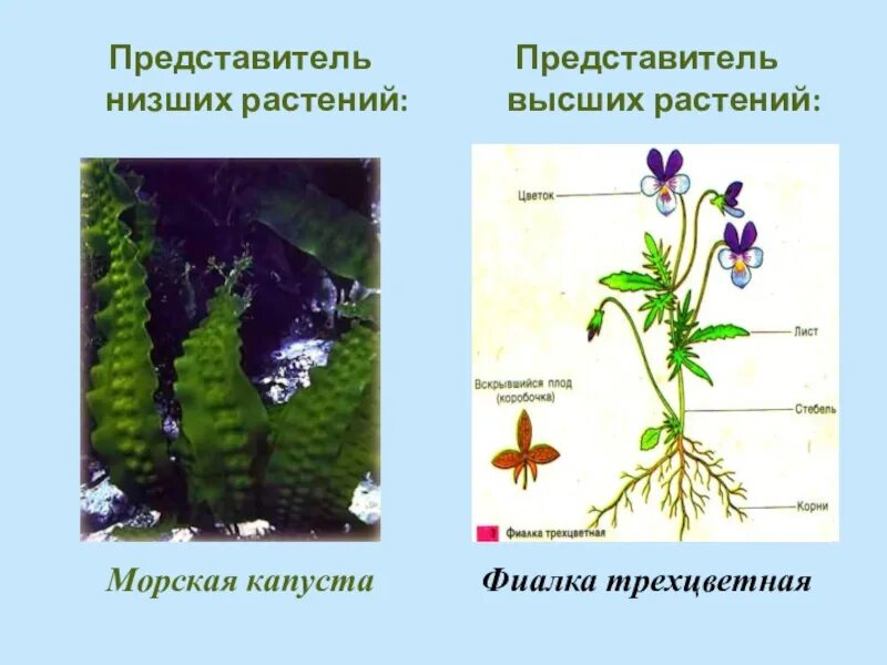 Низшие растения примеры названия. Представители растений. Представители низших растений. Строение высших и низших растений. Представители высших растений.