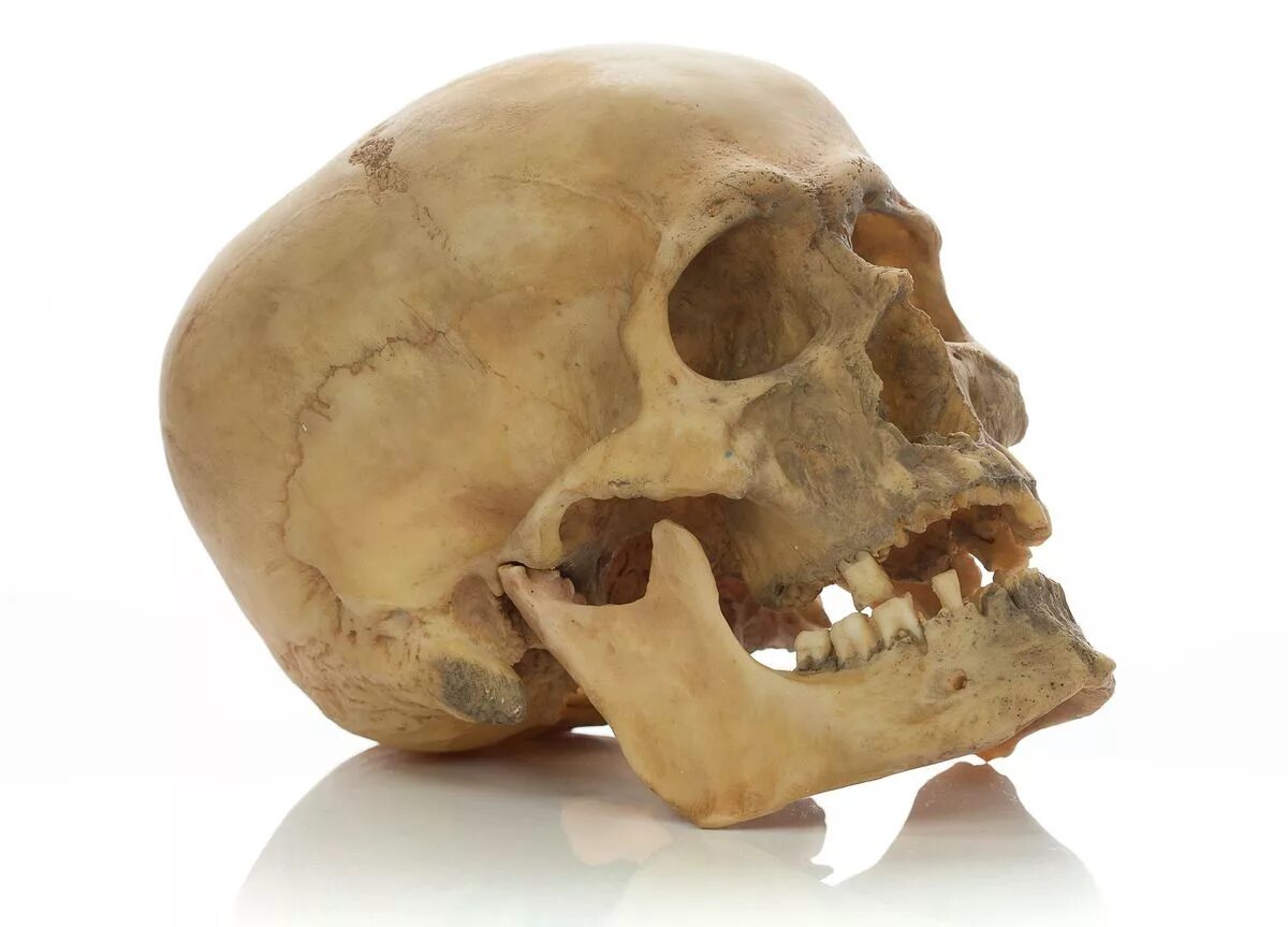 Макет черепа человека. Черепа купить спб