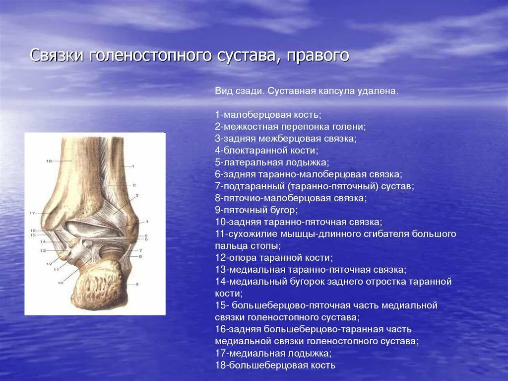 Голеностопный сустав это. Межкостная таранопяточня кость. Подтаранный сустав анатомия строение. Межберцовый сустав латынь. Межберцовый сустав характеристика.