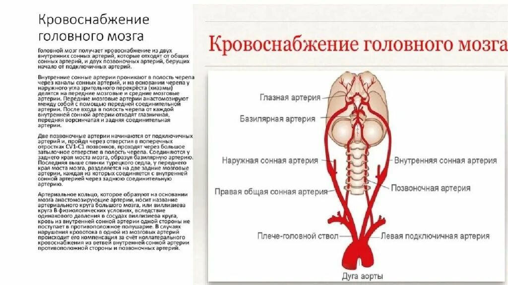 Магистральные артерии мозга. Схема кровоснабжения артерий головного мозга. Артерии питающие головной мозг схема. Внутренняя Сонная артерия кровоснабжение головного мозга. Кровеносная система головного мозга человека схема.