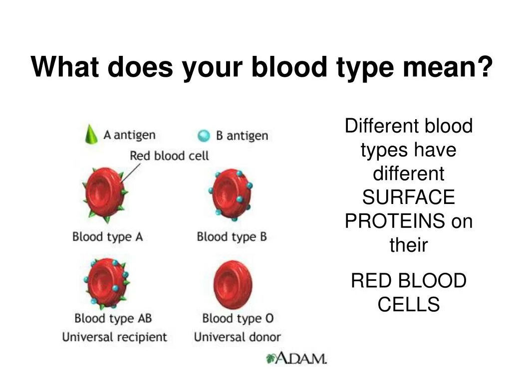Блуд по английски. Хьюман групп. Determination of blood groups. Blood types in english. Blood eng.