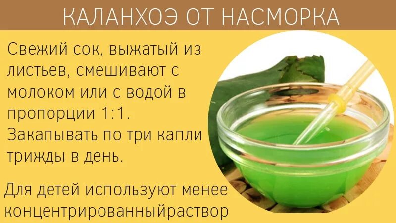 Можно ли закапывать нос алоэ. Сок каланхоэ капли от гайморита. Сок каланхоэ от насморка. Сок алоэ и сок каланхоэ. Каланхоэ лечебное для насморка.