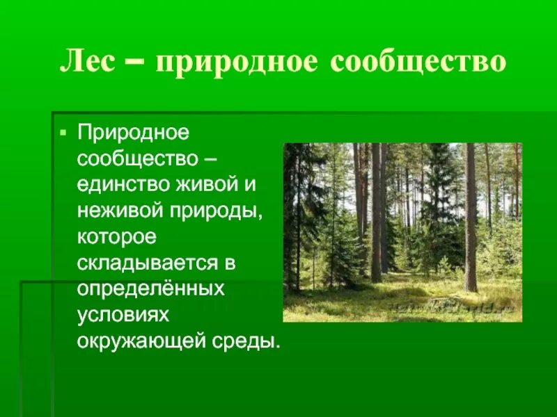 Во всех природных сообществах выделяют. Природные сообщества. Природное сообщество лес. Сообщение о природном сообществе. Сообщество леса 4 класс.