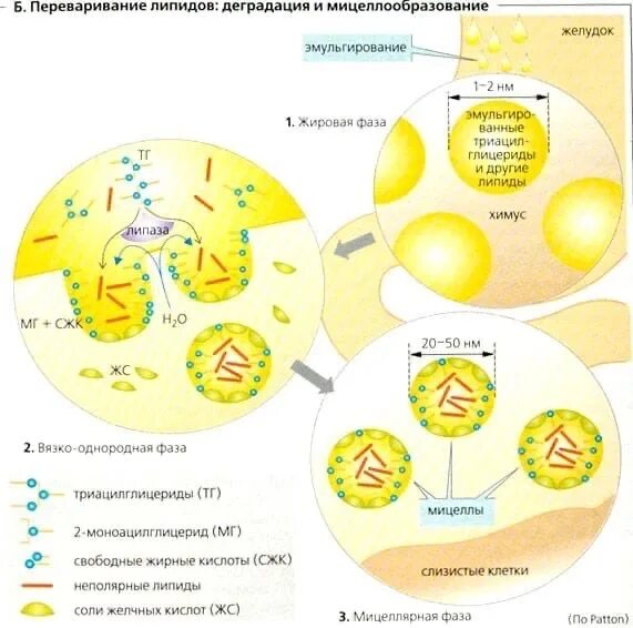 Ферменты эмульгирующий жиры. Схема эмульгирования жиров под действием желчных кислот. Схема эмульгирования липидов. Эмульгирование жиров схема. Схема эмульгирования капли жира желчными кислотами.