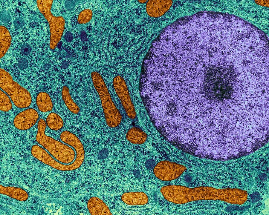 Митохондрия микрофотография. Микрофотография митохондрии клетки. Ядро клетки микрофотография. Микрофотографии гистология.