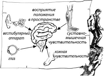 Воспринимают положение тела в пространстве