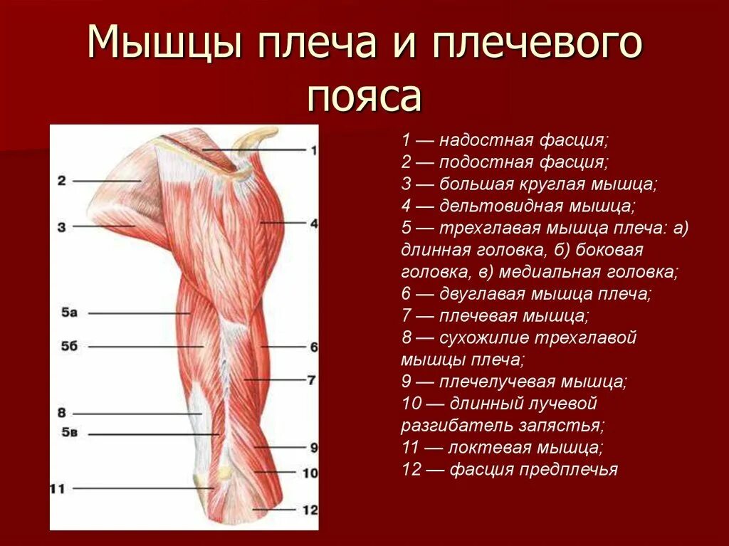 Мышцы свободной верхней конечности анатомия строение. Мышцы и фасции верхней конечности. Мышцы плеча спереди. Мышцы плеча передняя группа сгибатели.