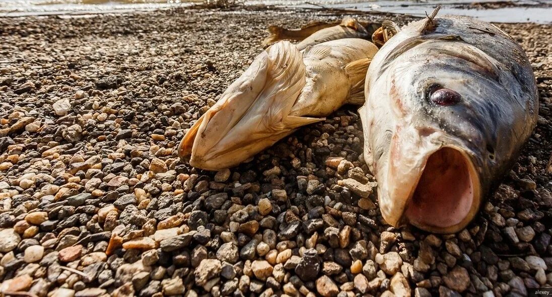 Сон мертвые рыбки. Рыба выброшенная на берег. К чему снитьcя рыба Речная мертвая.