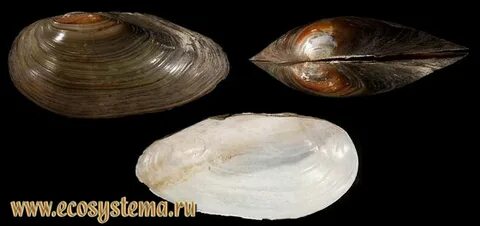 Форма раковины перловицы