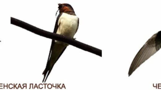 Отличие и сходство ласточки и стрижа. Хвост стрижа и ласточки. ласточки и стрижи сходства и различия. стриж и ласточка отличия. различия ласточек и стрижей.