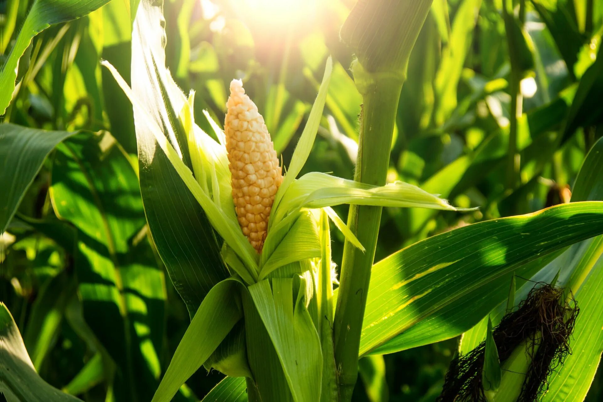 Identifying Corn Reproductive Stages and Management Implications Mississippi Cro