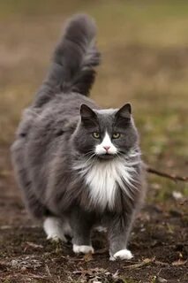 Сибирская кошка серо белая