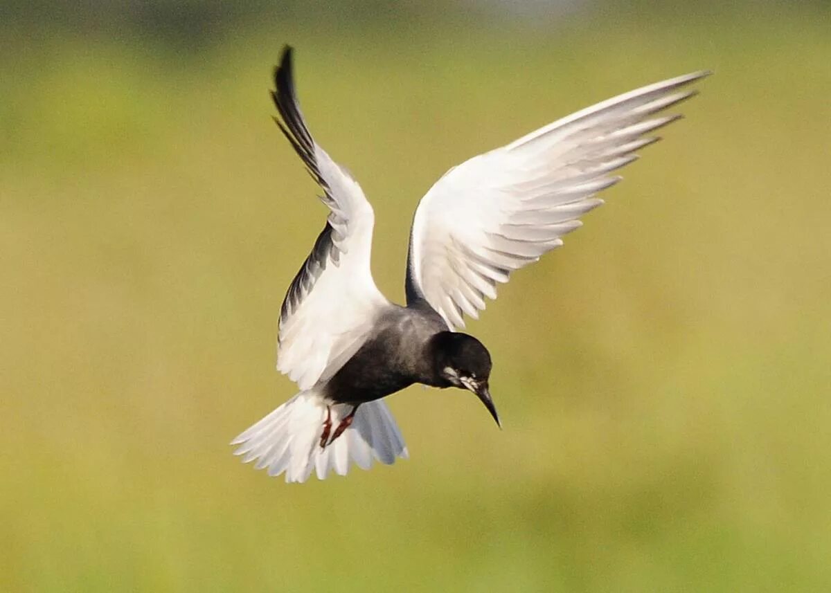 Белая птичка с черными крыльями. Черная крачка (Chlidonias Niger). Чёрная Болотная крачка. Болотная крачка птица. Белокрылая Болотная Чайка.