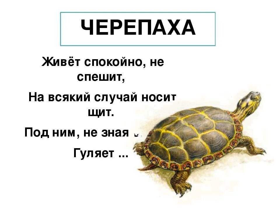 Черепаха какие звуки. Загадка про черепаху для детей. Загадка про черепашку. Загадки про черепах для детей. Загадки о животных.