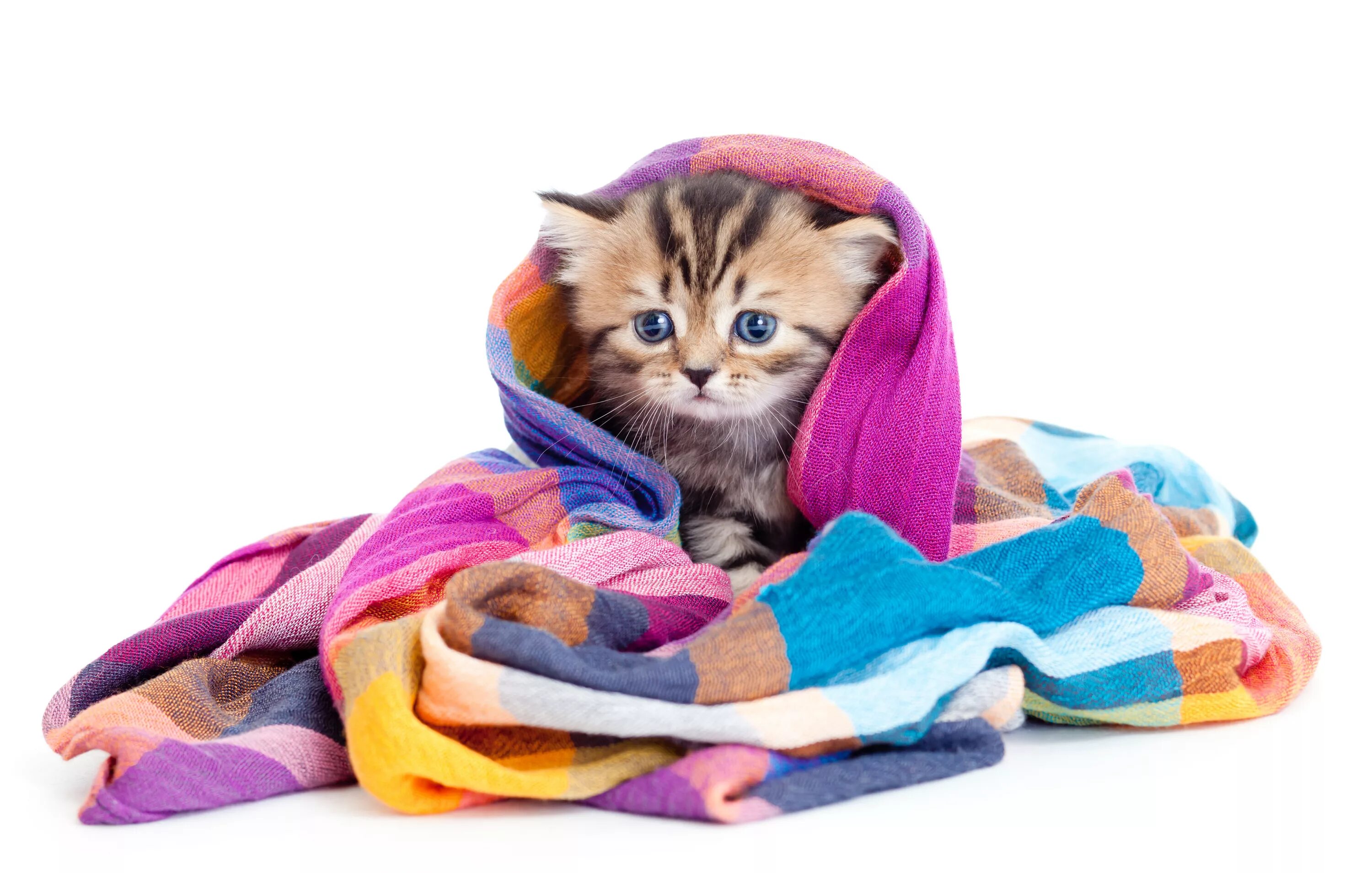 Кот в полотенце. Кот в пледе. Котенок в пледе. Котенок в шарфике. Котенок в одеяле.