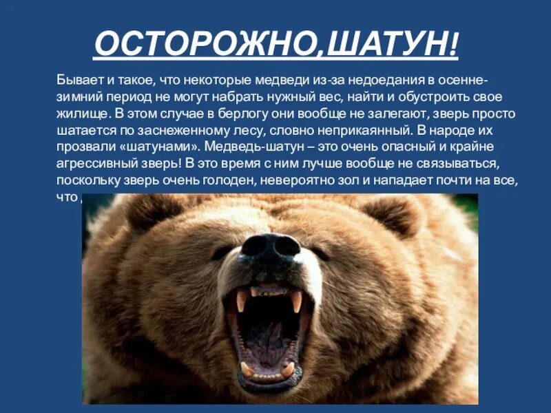 Опасны ли медведи. Численность бурого медведя. Бурый медведь сообщение. Численность бурого медведя в России таблица. Численность бурых медведей в России.