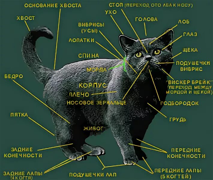 Размер домашней кошки. Британская кошка Размеры. Вес кота британца. Британский кот Размеры. Анатомия британской кошки.