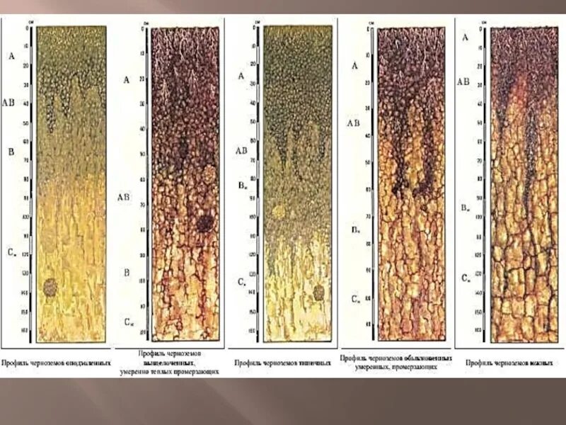 Почвы дерново подзолистые серые лесные бурые. Черноземы оподзоленные почвы профиль. Почвенный профиль чернозем почвы. Черноземы выщелоченные почвенный профиль почвы. Почвенный профиль Каштановой почвы.