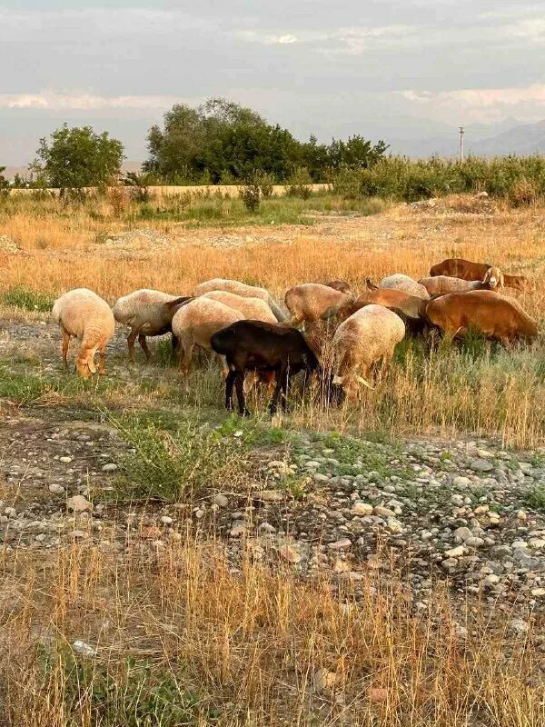 кадом сол 2024 хайвон. соли 1991 соли чист. имсол соли чист 2021. рамазон таквими 2023 бухоро. кадом сол 2024 хайвон.