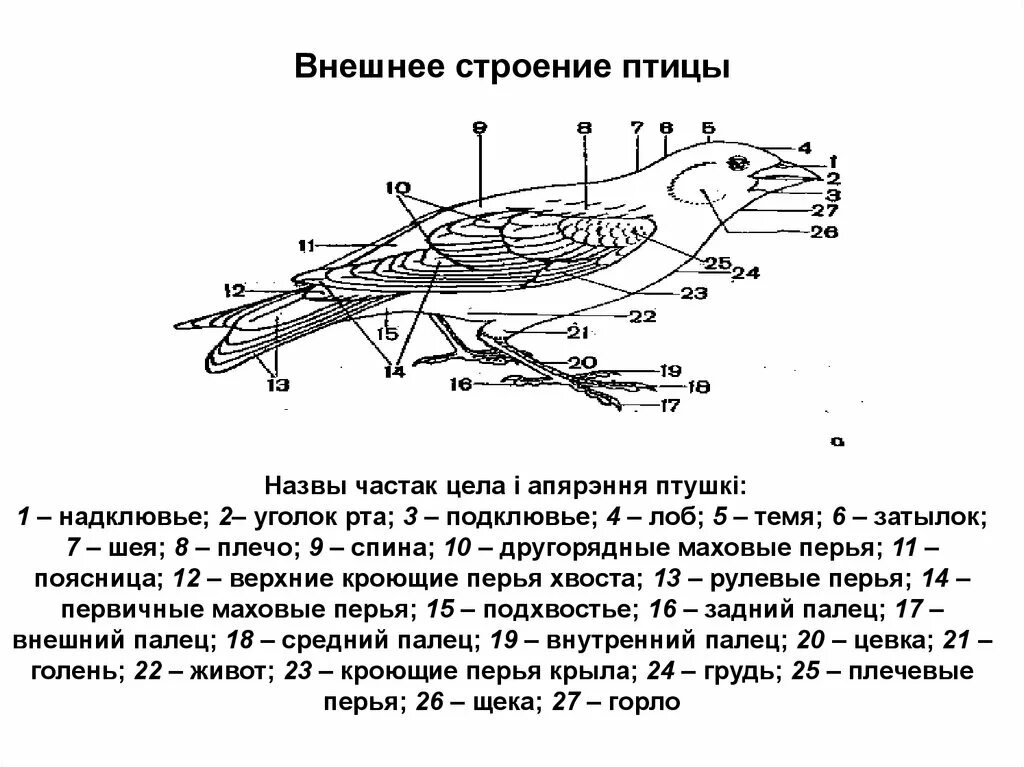 Форма тела птиц особенности строения значение. Схема внешнего строения птицы. Строение птицы 7 класс биология. Схема строения птицы биология 7 класс. Схема внешнего строения птицы 7 класс.