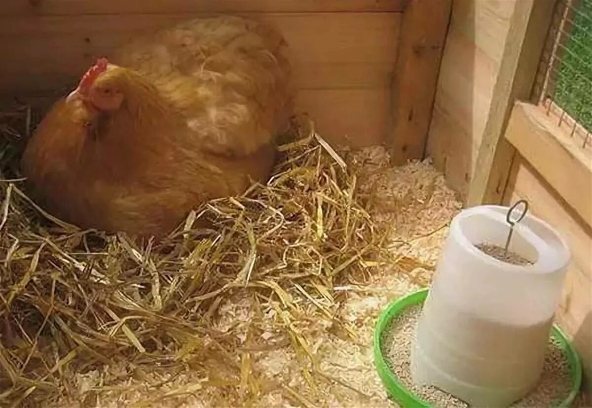 Сколько дней курица высиживает яйца до цыпленка. Наседка курица высиживает яйца. Куры несушки наседки. Гнездо для квочки. Гнездо для кур наседок.