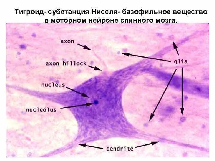 Тигроид гистология. Хроматофильная субстанция гистология. тигроид вещество ниссля. тигроид препарат гистология.