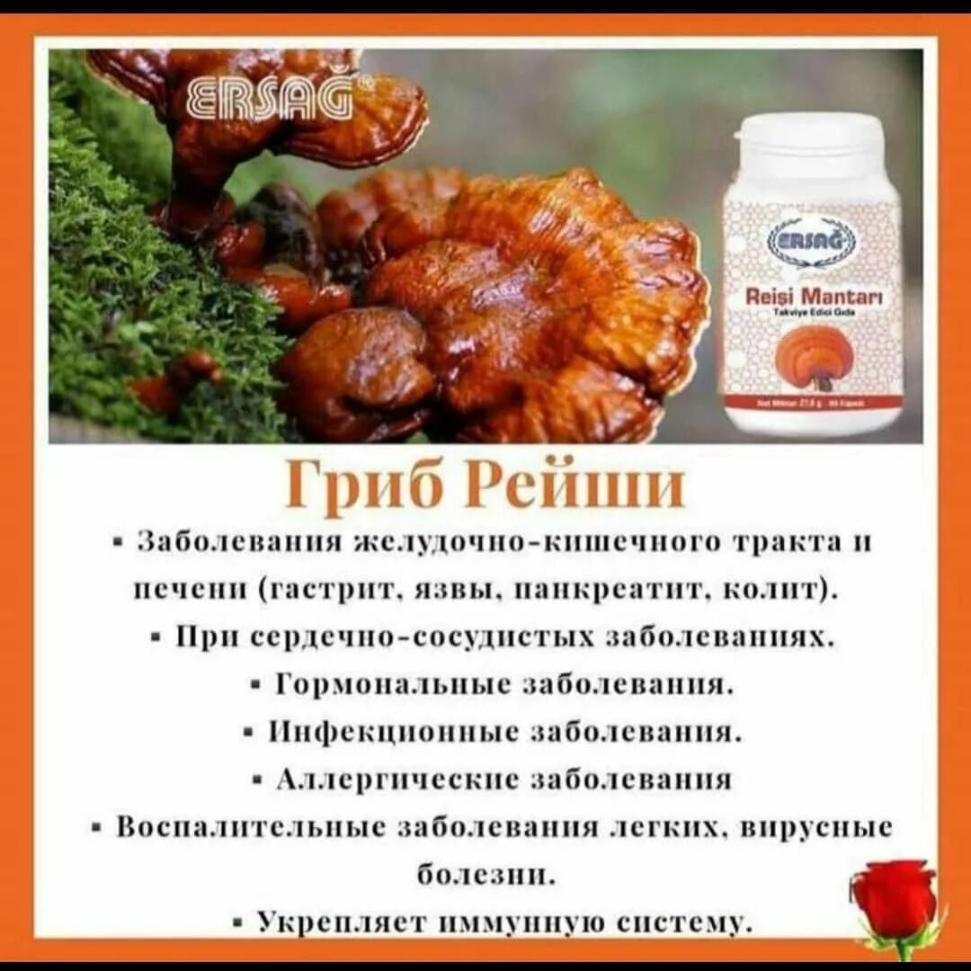 гриб рейши эрсаг