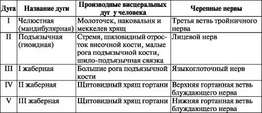 Производные висцеральных дуг у человека. Производные жаберных дуг. Производные 3 и 4 жаберных дуг. Жаберные дуги и их производные мышцы. Жаберный аппарат человека.