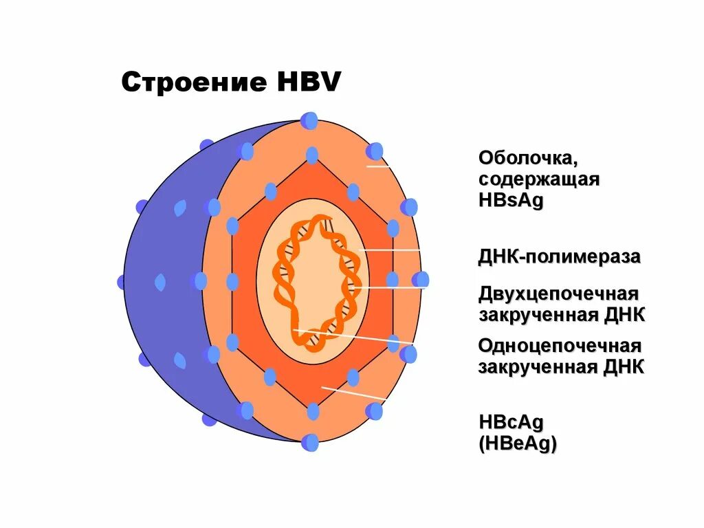 Поражаемые структуры гепатита в. Строение вируса гепатита в. Гепатит с строение. Hepadnaviridae (гепаднавирусы). Суперкапсида HBV строение.