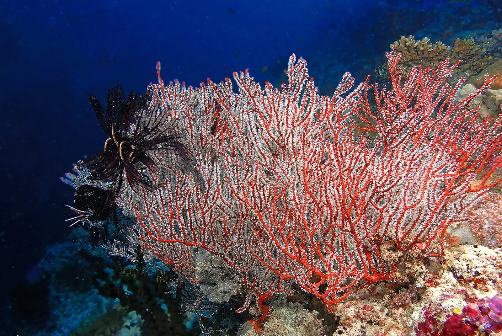 Red coral. Коралловые рифы Средиземного моря. Красный коралл Средиземное море. Саркофитон коралл. Кораллы в Тайланде.