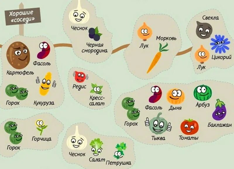 Сад хорошие соседи. Соседство овощей на грядках таблица. Таблица соседства овощей. Посадка овощей на огороде по соседству. Овощное соседство на грядках.