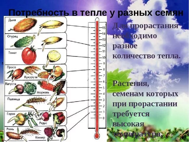 Определение всхожести семян культурных растений. Температура прорастания семян. Семена различных растений. Температура прорастания семян разных растений.. Температура семян прорастания овощей.