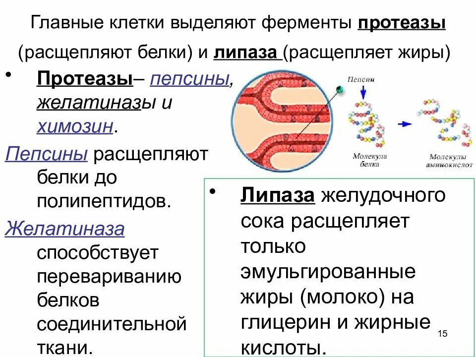 Ферменты расщепляющие днк. Ферменты расщепляющие белки. Ферменты для пищеварения. Под какими ферментами расщепляются белки жиры углеводы. Белки жиры углеводы расщепляются под действием фермента до.