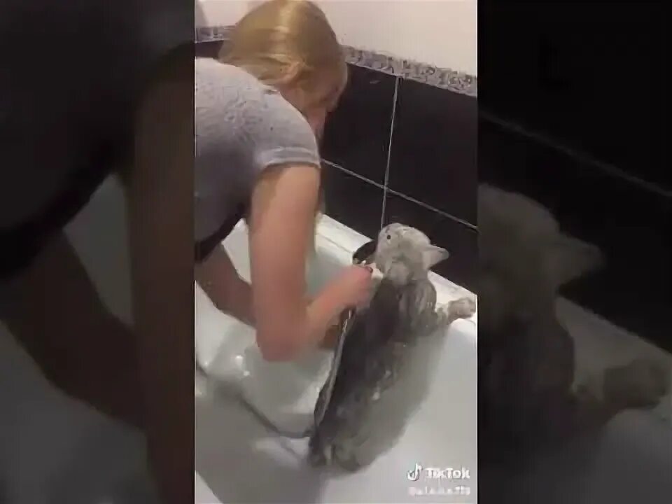 Говорящий кот в ванне видео. Кот в ванной нормально. кот говорит нормально в ванной. кот который кричит нормально в ванне. кот который говорит нормально видео в ванной.
