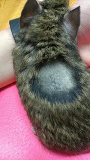 Перхоть у кота на спине около хвоста