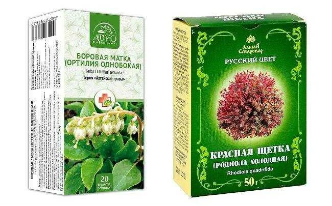 Масло при миоме матки. Красная щётка при миоме матки. боровая матка и красная щетка для женщин. травы при миоме матки. красная щетка трава для женщин.