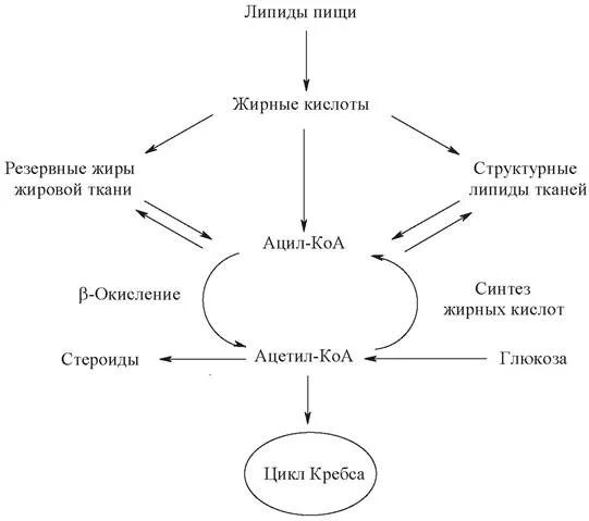 Пути превращения жирных кислот схема. Обмен липидов схема. Схема метаболического пути обмена жирных кислот. Биосинтез липидов биохимия схема.