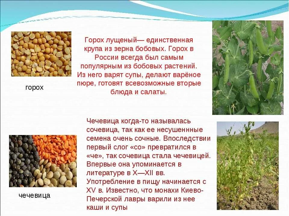 Горох польза и вред для организма. Крупы из гороха. крупы из бобовых культур. зерновые и зернобобовые культуры название. презентация на тему зерновые и бобовые.