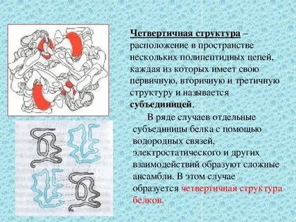 Четвертичная структура белка форма