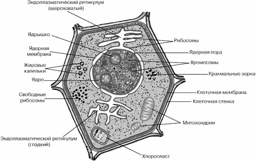 Обобщённая схема строения растительной клетки. Структура растительной клетки схема. Нарисовать строение растительной клетки. Схема строения растительной клетки рисунок. Растительная клетка рисунок схематично