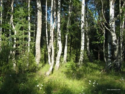 Арзамас лесная