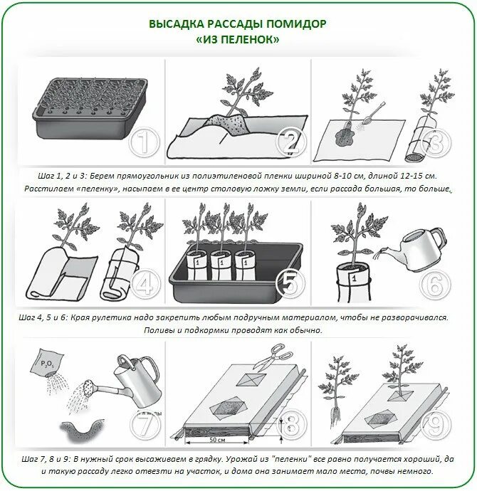 Схема рассады томатов. Схема посадки томатов на рассаду. пикировка рассады схема. схема выращивания рассады помидоров. схема посадки семян помидор на рассаду.
