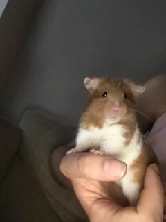Самый долгоживущий хомяк