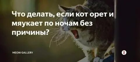 Почему кошка постоянно кричит