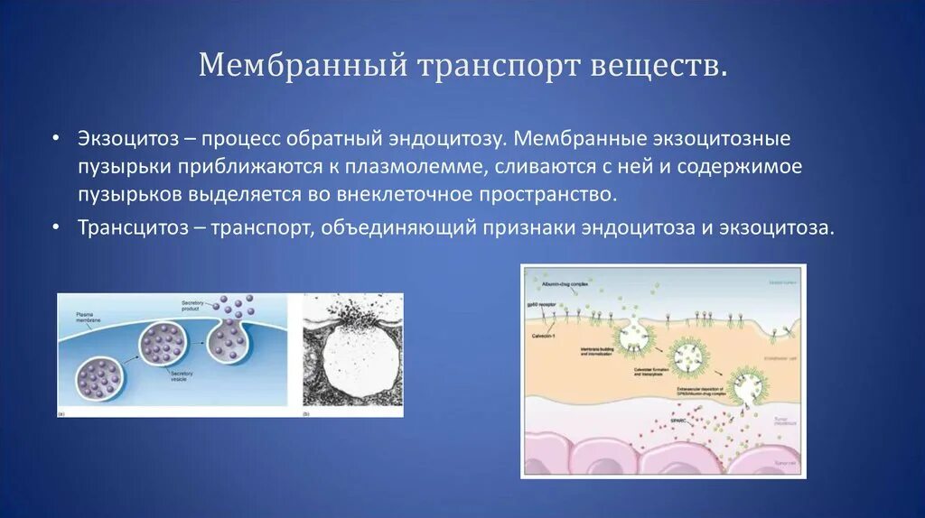 Этапы эндоцитоза. Эндоцитоз и экзоцитоз. Эндоцитоз экзоцитоз фагоцитоз это. Эндоцитоз экзоцитоз транспорт веществ. Мембранный транспорт веществ.