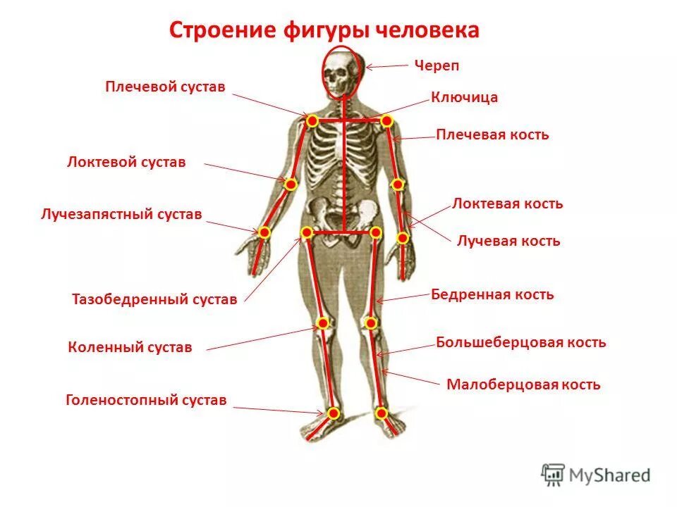 тип сустава по форме суставной поверхности. классификация суставов по форме. соединение костей строение сустава. какие суставы. какие суставы.