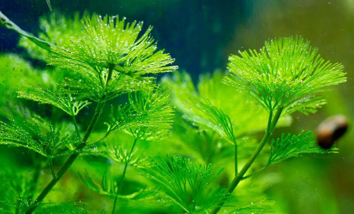 Chara водоросль. Хара цвет. Хара цвет. Чакры человека свадхистана. Хара ломкая.