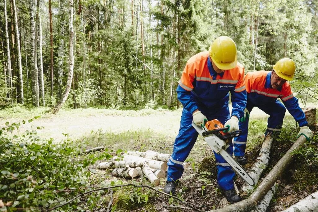 Расчистка трасс вл. Расчистка вл от дкр. Опиловка линий электропередач. Расчистке трасс воздушных линий электропередачи. Расчистка трассы вл.